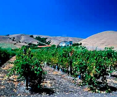 Gloria Ferrer cellars and vineyard   Carneros region California