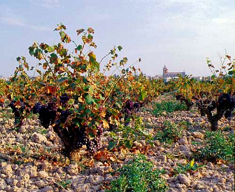 Vineyard at Cintrunigo Navarra Spain