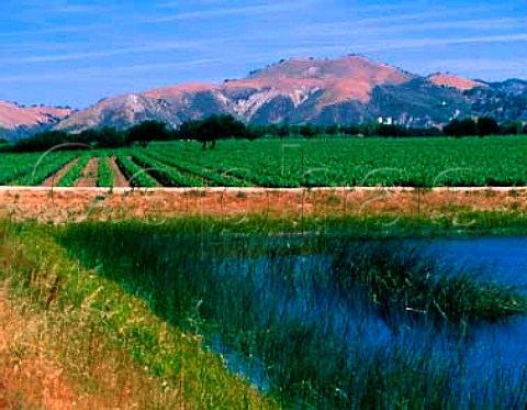 Vineyards of Zaca Mesa on the 1500 feet high mesa   backed by the San Rafael Range   Los Olivos Santa Barbara Co California   Santa Ynez Valley AVA