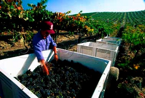 Harvesting Pinot Noir grapes at   Domaine Carneros Napa Co California