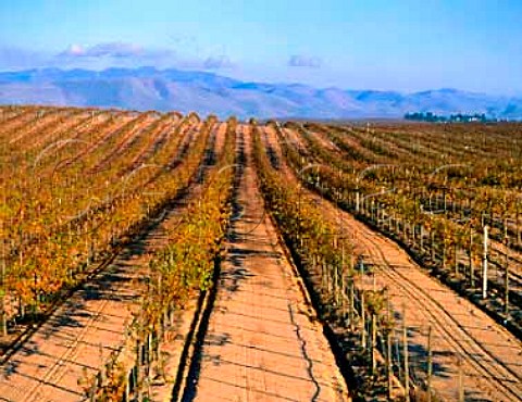 Sierra Madre Vineyards  660 acres growing on   ancient sand dunes   Santa Barbara Co California    Santa Maria Valley AVA