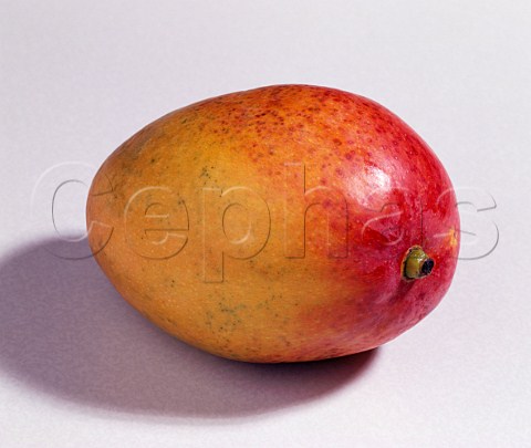 Mango variety T Atkins