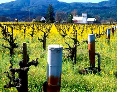 Smudge pots amidst the springtime mustard in   Ray Rossi vineyard viwed from Route 128 StHelena Napa Co California    Napa Valley AVA