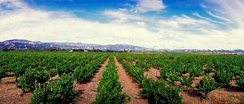 Vineyards in the Russian River Valley near   Healdsburg Sonoma Co California