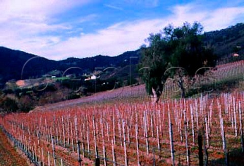 Bernardus Winery vineyard in the   Cachagua Valley Monterey Co California    Carmel Valley AVA