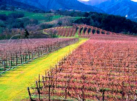 Joullian Vineyards in the Cachagua Valley Monterey   Co California  Carmel Valley AVA