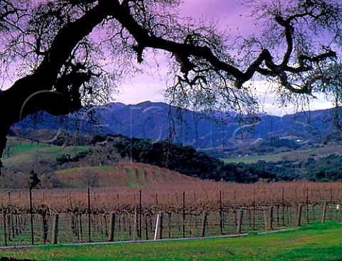 Joullian Vineyards in the Cachagua Valley   Monterey Co California  Carmel Valley AVA