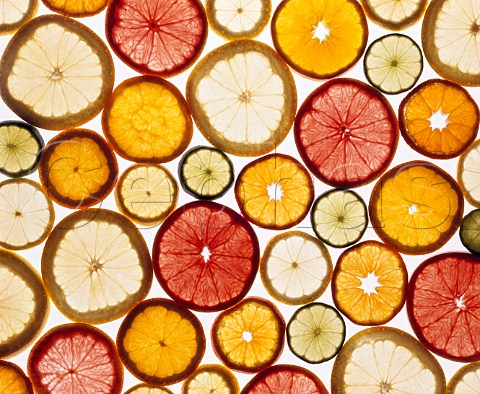 Citrus fruit slices  orange clementine satsuma   red grapefruit grapefruit   lime lemon
