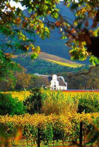 Autumnal vineyards and manor house of   Groot Constantia Cape Province   South Africa Constantia WO