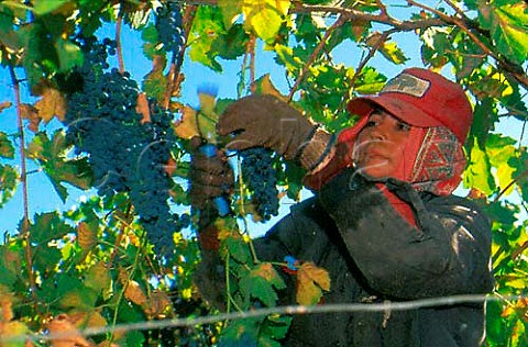 Harvesting Petit Sirah at Cambria Winery   on the Santa Maria Mesa   Santa Barbara Co California  Santa Maria Valley AVA