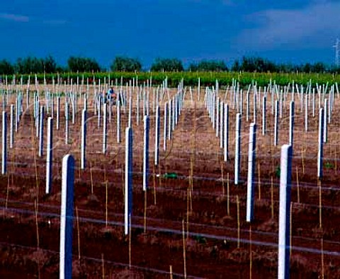 Preparation of new vineyard to be planted with Uva   di Troia vines on the Rivera Estate near Andria   Puglia Italy   Castel del Monte