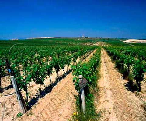 Pinot Nero vines on Gancias Torrebianco estate near   Andria Puglia Italy   Castel del Monte