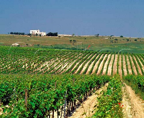 The Gancia Torrebianco vineyards near Andria   Puglia Italy   Castel del Monte