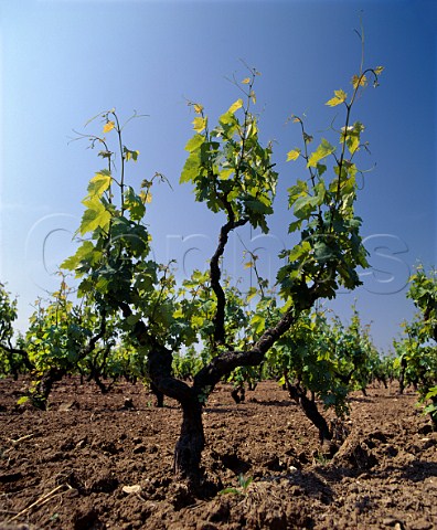 Primitivo vine in early May  Squinzano Puglia Italy