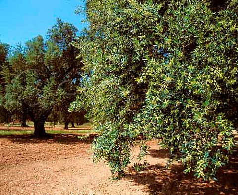 Olive trees in flower   Squinzano Puglia Italy