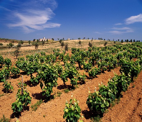 Vineyard near Cellino San Marco Puglia Italy Squinzano DOC