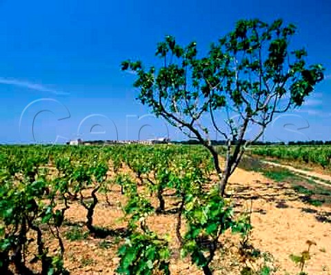 Vineyard near Cellino San Marco Puglia Italy   Squinzano DOC