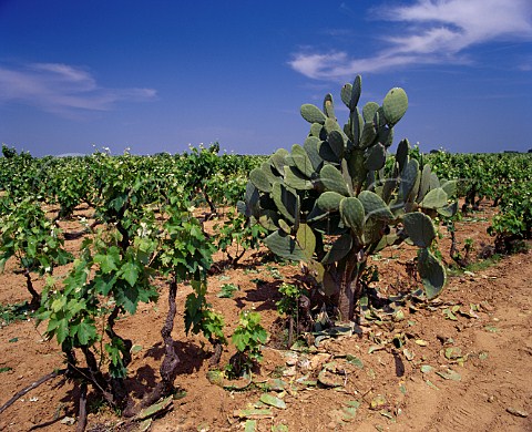 Cactus in vineyard near Cellino San Marco Puglia Italy Squinzano DOC