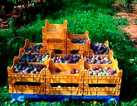 Freshly picked and crated Marjorie Seedling plums  Castle Farm Newent  Gloucestershire