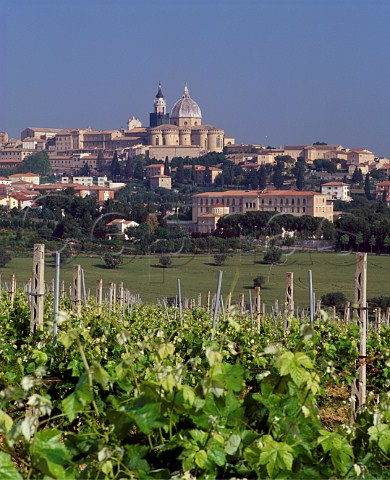 View over vineyard to the hilltop town of Loreto and its Sanctuario della Santa Casa Marches Italy   Rosso Piceno