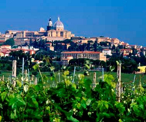 Loreto viewed over vineyard Marches Italy   Rosso Piceno DOC