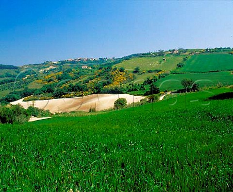 Vineyard and barley field on the slopes of Monte   Conero at Pggio Marches Italy  Rosso Conero DOC