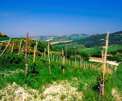 Vineyard on the slopes of Monte Conero   at Pggio Marches Italy  Rosso Conero DOC