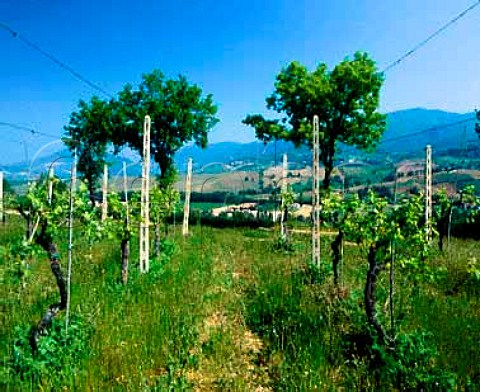 Vineyards of Fattoria la Monacesca near  Matlica Marches Italy  Verdicchio di Matlica DOC