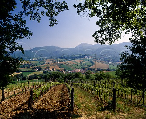 Vineyard near Matlica Marches Italy  Verdicchio di Matlica DOC