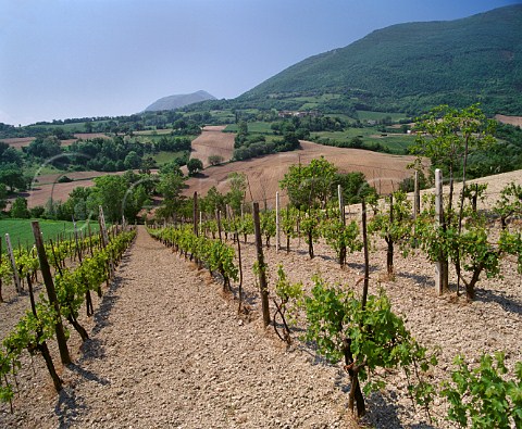 Vineyard at Castl Santa Maria Marches Italy Verdicchio di Matlica