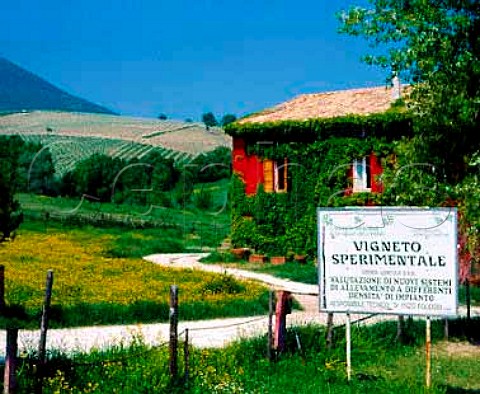 Experimental vineyards to judge effects of   trellising styles and density of planting  Matlica Marches Italy     Verdicchio di Matlica DOC
