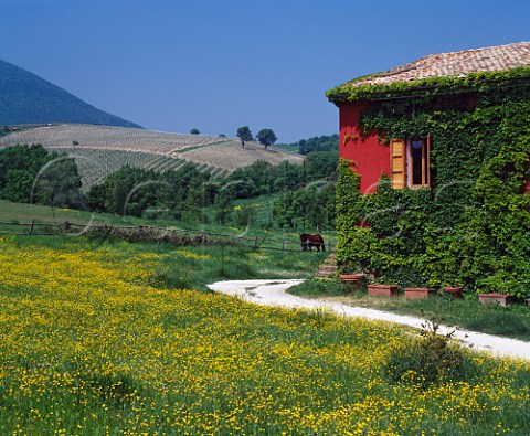 Vineyard and house at Matlica Marches Italy Verdicchio di Matlica DOC