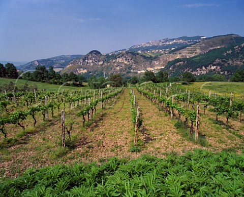 Monte Titano viewed from the southwest   over vineyard at San Serafino San Marino