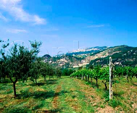 Vineyard and olive grove with Monte Titano beyond   San Serafino San Marino