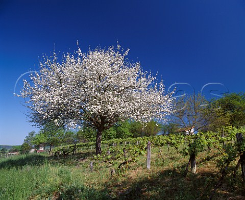 Spring blossom on apple tree in small vineyard near Clairvaux Aube France
