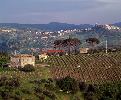 Tenuta Le Querce in foreground with   Vigna dei Pini of Fratelli dAngelo behind   and the hilltop village of Ripacndida in   the distance   Rionero in Vulture Basilicata Italy