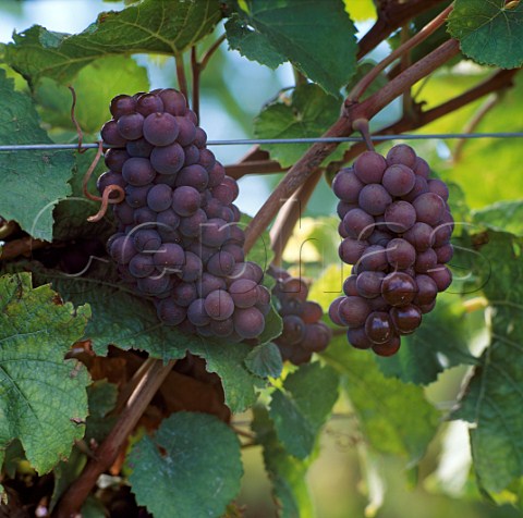 Pinot Gris grapes  Marlborough New Zealand