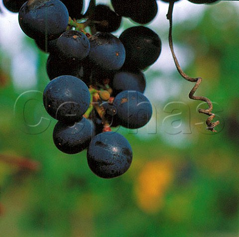Malbec grapes with vine tendril  Marlborough New Zealand