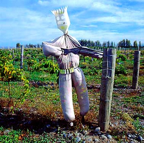 Scarecrow in vineyard  Marlborough New Zealand