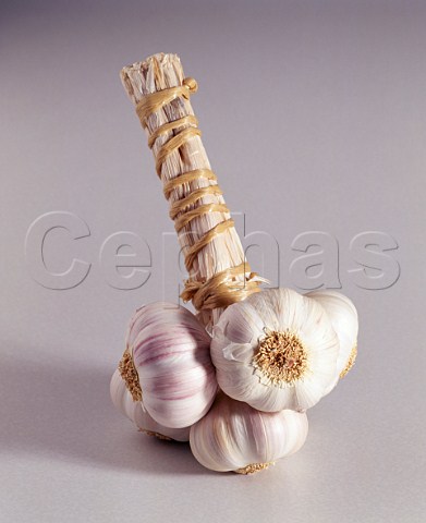 Bulbs of garlic garlic grappe