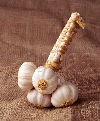 Bulbs of garlic garlic grappe