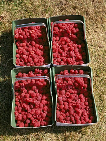 Freshly picked raspberries  Garson Farm Esher Surrey