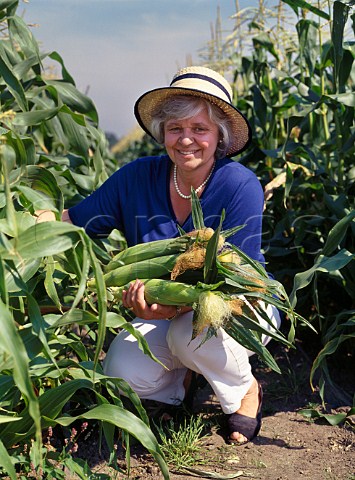 Woman picking maize  Garson Farm Pick Your Own Esher Surrey England