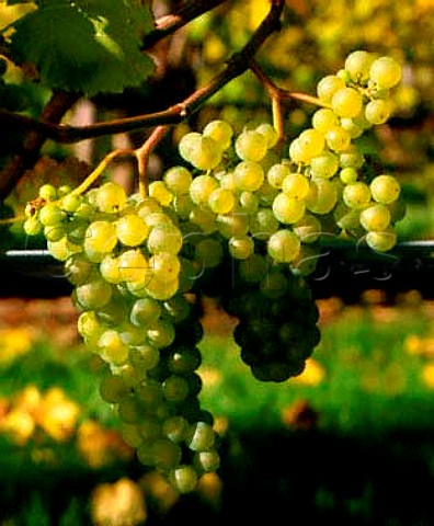 Chasselas grapes