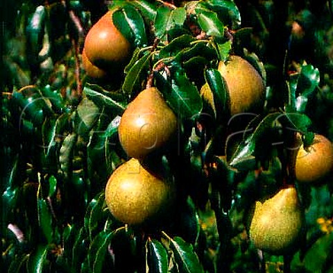 Doyenne du Comice Pears growing at Castle Farm   Newent Gloucestershire