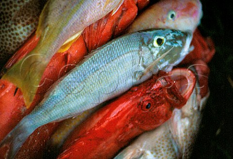 Fresh fish Seychelles