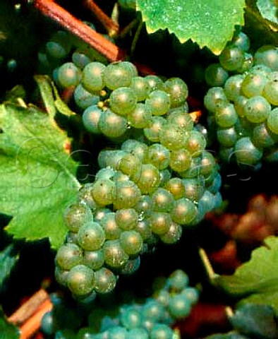 Melon de Bourgogne grape Muscadet here in the   Muscadet Ctes de Grandlieu appellation  LoireAtlantique France