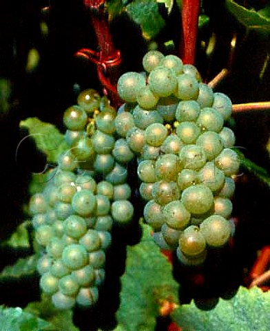 Melon de Bourgogne grape Muscadet here in the  Muscadet Ctes de Grandlieu appellation  LoireAtlantique France