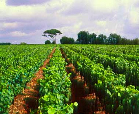 Vineyard near SaintPhilbertdeGrandLieu  LoireAtlantique France    AC Muscadet Ctes de Grandlieu