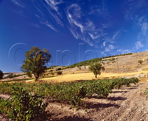 Pago de Carraovejas vineyard  Peafiel Castilla y Len Spain  DO Ribera del Duero
